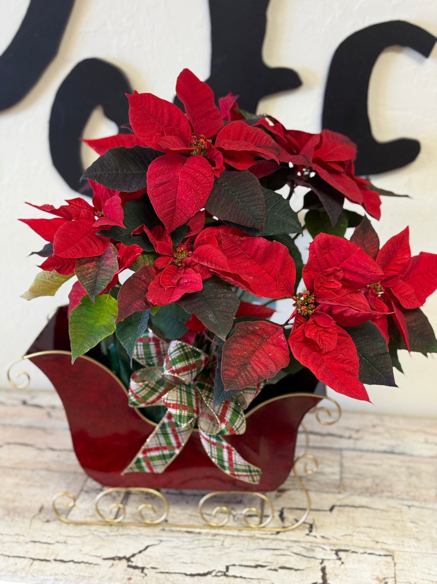 Sleigh Riding Poinsettias
