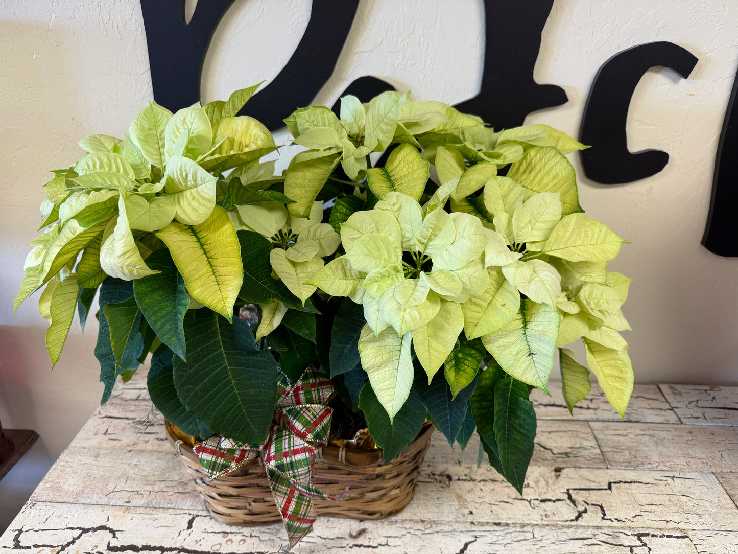 Poinsettia Cheer Basket