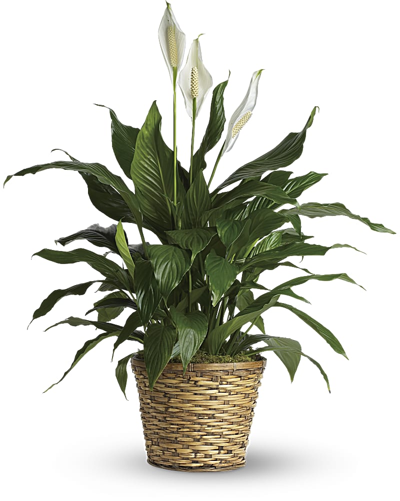 Simply Elegant Spathiphyllum -