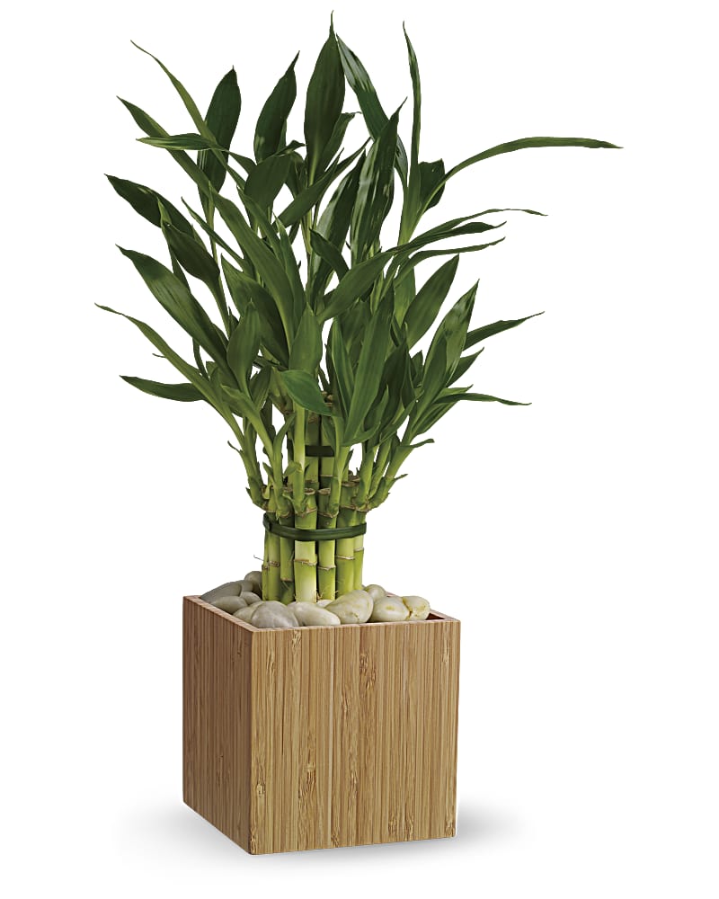 topping lucky bamboo Good Luck Bamboo