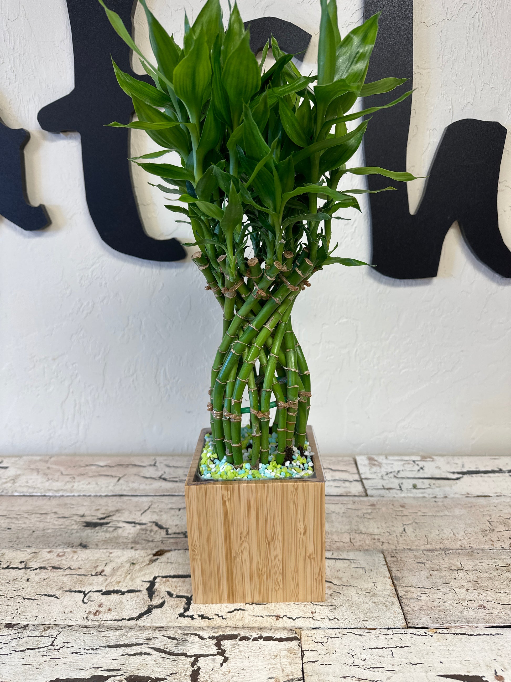 bamboo plant lucky Teleflora's Good Luck Bamboo