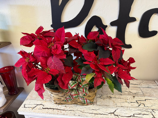 Poinsettia Cheer Basket
