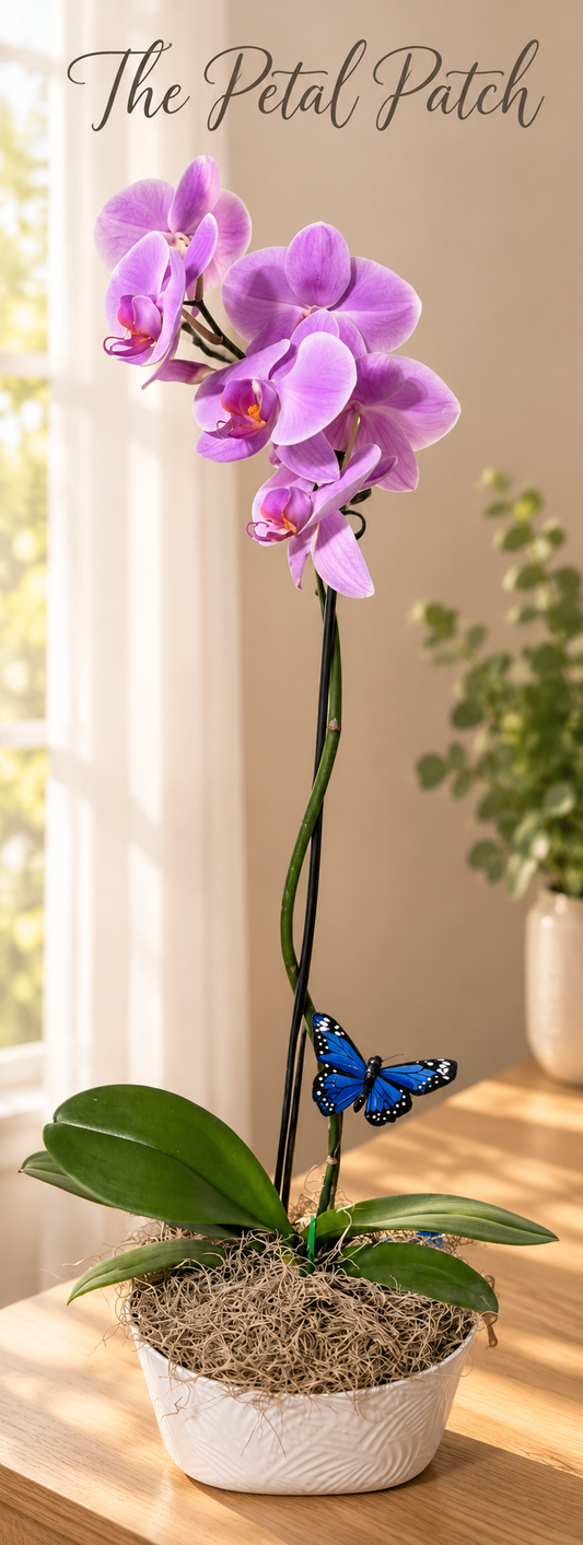 Imperial Purple Orchid