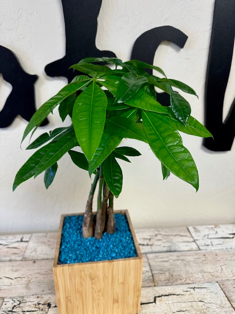 money tree patch Money Tree Plant