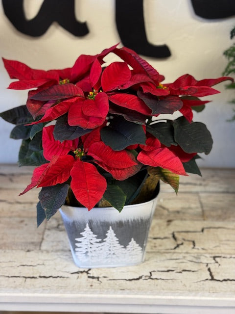 Petite Poinsettia in Designer Tin