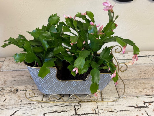 Sleigh Cactus